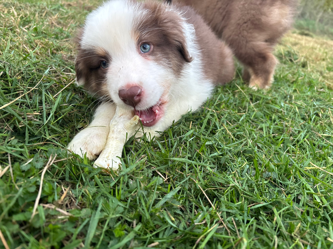 de la ferme de Tit'Ours - Chiots disponibles - Berger Australien