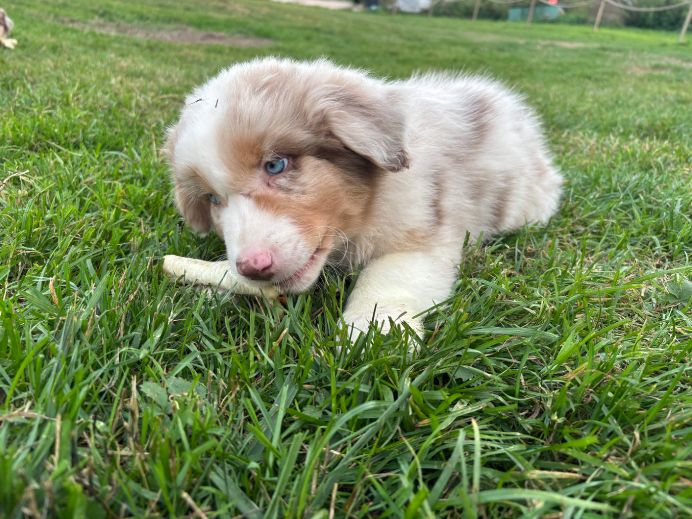 de la ferme de Tit'Ours - Chiots disponibles - Berger Australien