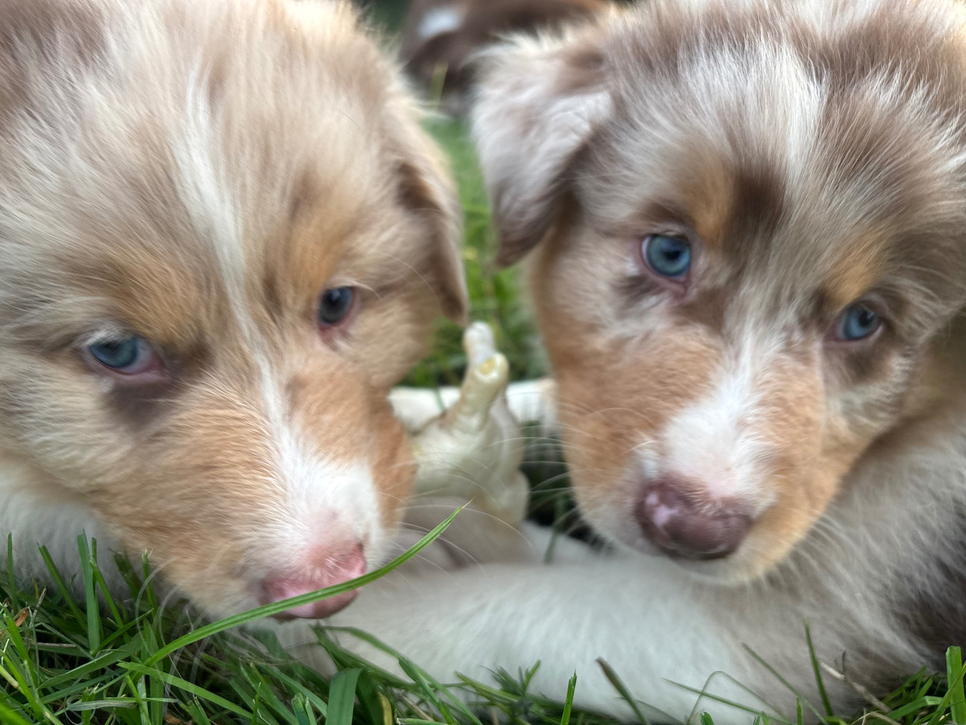 de la ferme de Tit'Ours - Chiots disponibles - Berger Australien