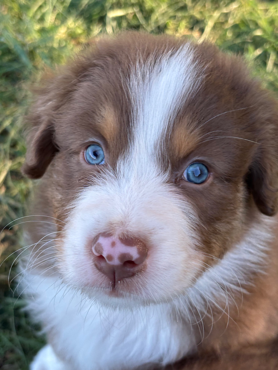 de la ferme de Tit'Ours - Chiots disponibles - Berger Australien